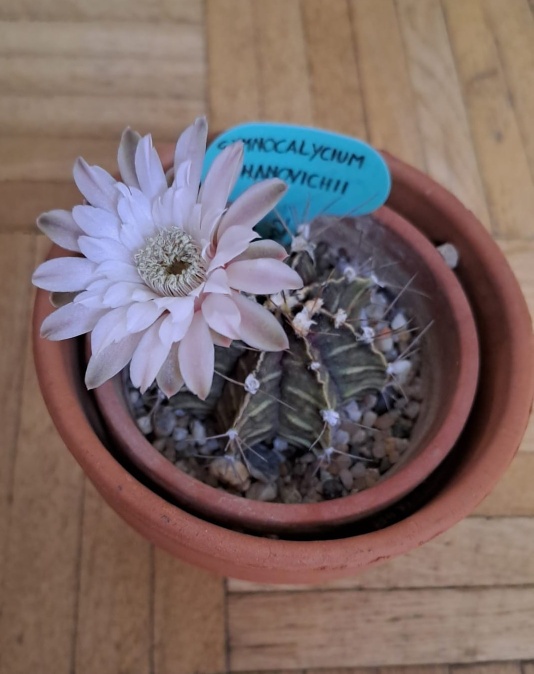 Gymnocalycium mihanovichi.jpg